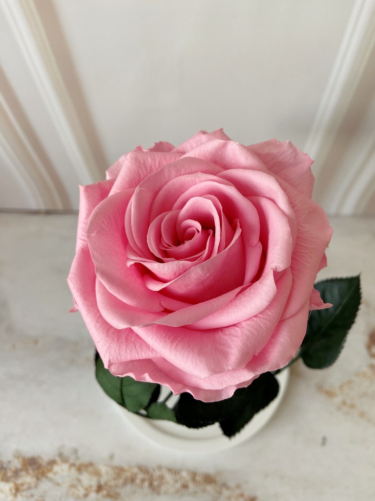 ROSA ETERNA