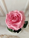 ROSA ETERNA