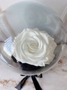 ROSA ETERNA