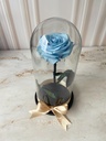 ROSA ETERNA
