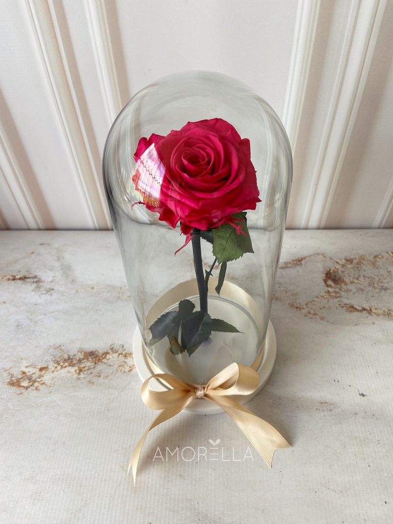 ROSA ETERNA - FUCSIA