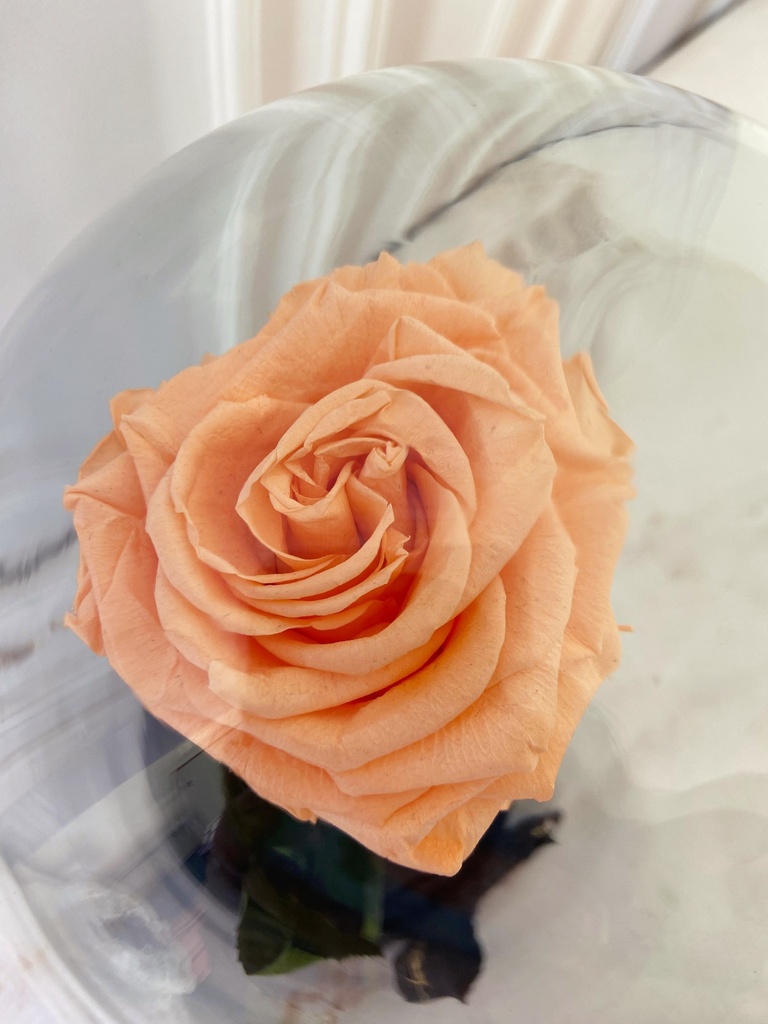 ROSA ETERNA
