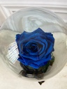 ROSA ETERNA - AZUL REY