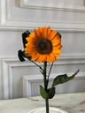 GIRASOL PRESERVADO