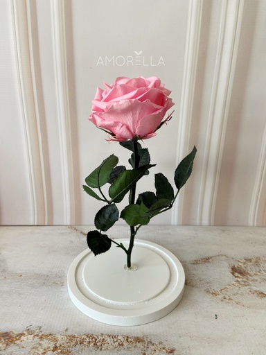 ROSA ETERNA - ROSADA