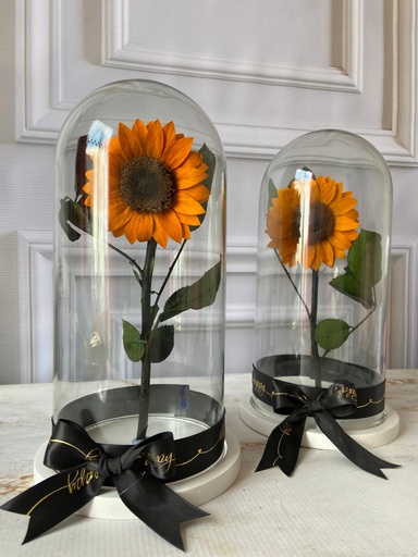 GIRASOL PRESERVADO